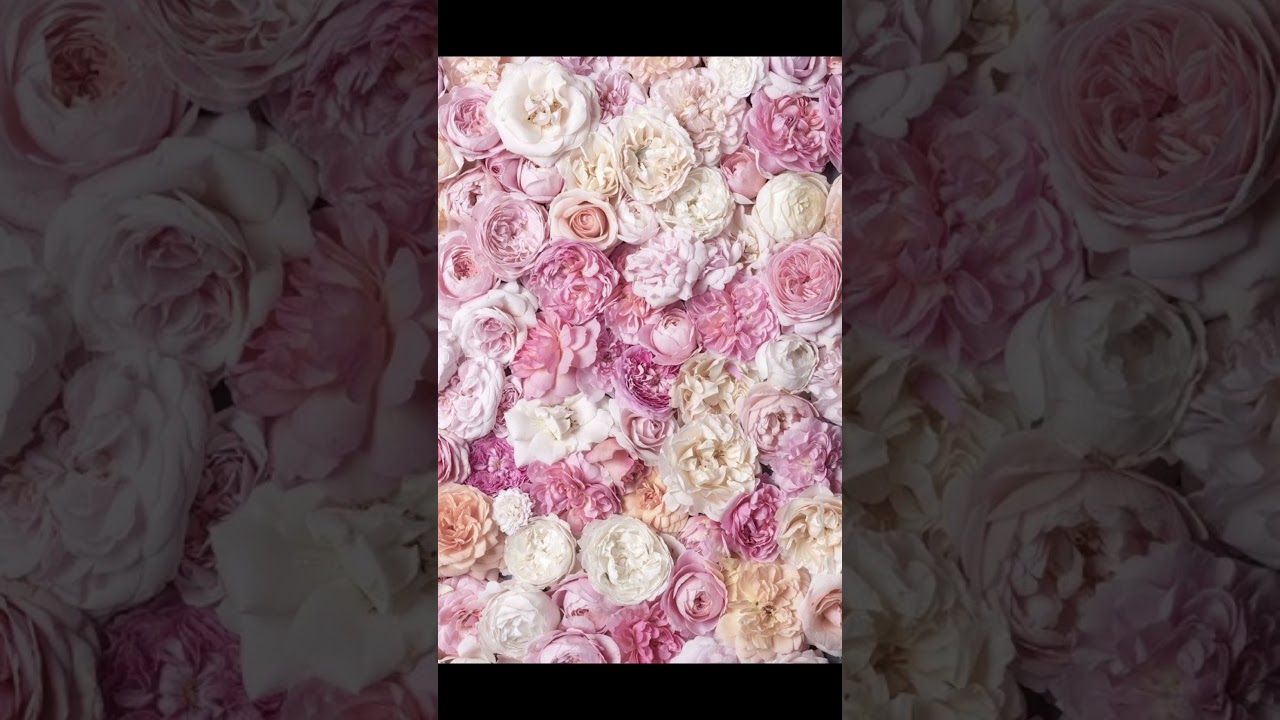 Aesthetic flower wallpapers