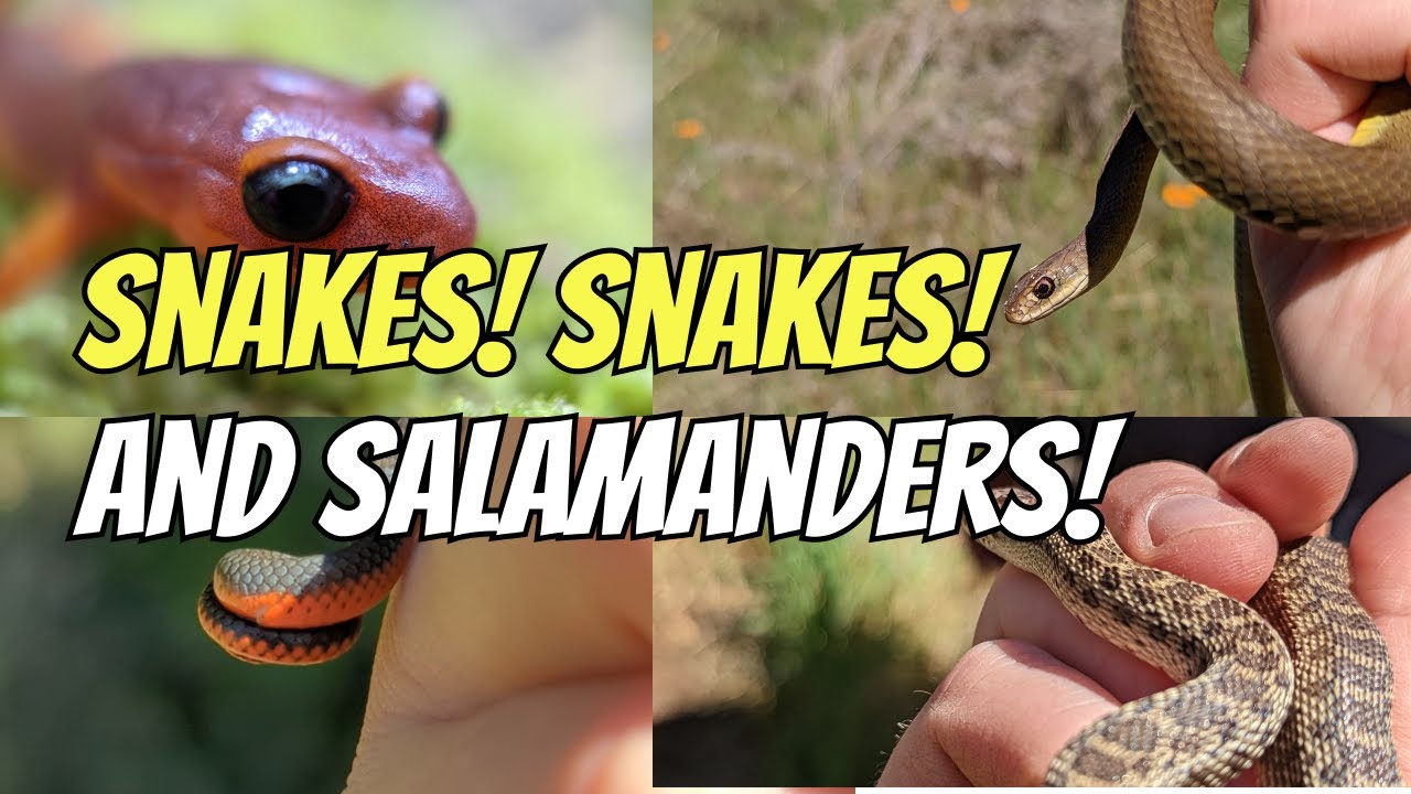 Snakes, Snakes, and tons of Salamanders in the Santa Cruz Mountains