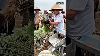 땅콩 수확 탈곡 작업 현장 #worker #process #peanuts #harvest #farm