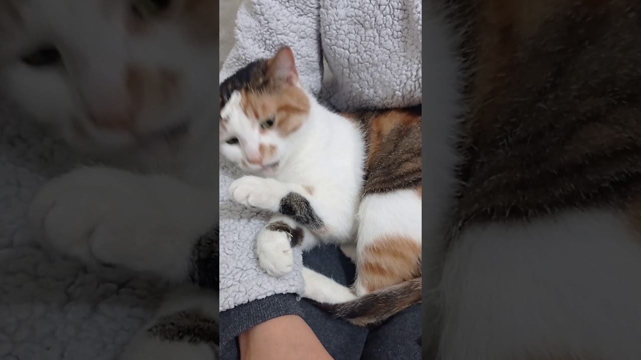 sakız çiğneyen kedi mishka. cat lawyer zoom video. ladybug y cat noir