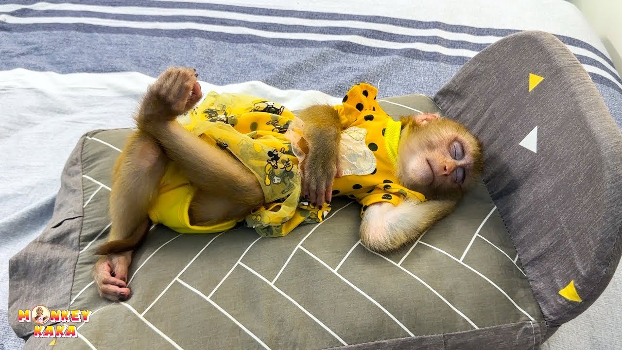 Обезьянка Кака приносит маленькую кроватку для хорошего ночного сна.