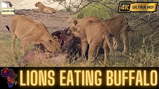 Lionesses eating a Buffalo.
