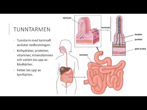 Video: Aktivitetskarta över Tammar X-kromosomen Visar Att Inaktivering Av Bukspott X är Ofullständig Och Flykt är Stokastiskt