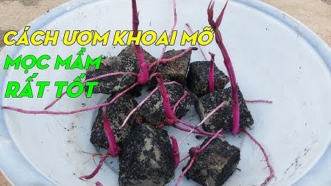 Cách ươm và trồng khoai mỡ | Minh Đức #06