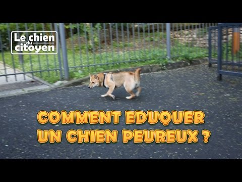 Vidéo: Comment aider votre chien à se comporter dans la jungle urbaine