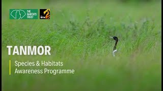 Tanmor: The Vanishing Season of the Lesser Florican | THT Films