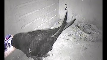 Laatste twee jonge Gierzwaluwen nestkast 2 vliegen uit, 18 juli 2018