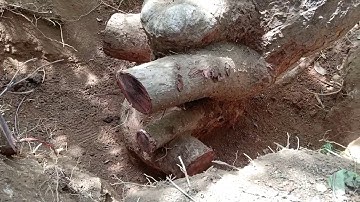 Bonsai cây Cóc khủng độc và lạ - Tran Canh Official