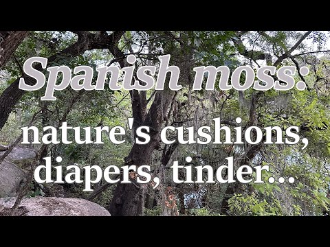 Uses of Spanish moss