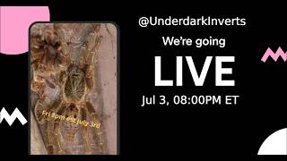 Information Independence Day Underdark event! Guide