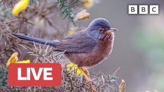 🔴 LIVE wildlife cameras 🐦 6 June 🌺 BBC Springwatch 2023