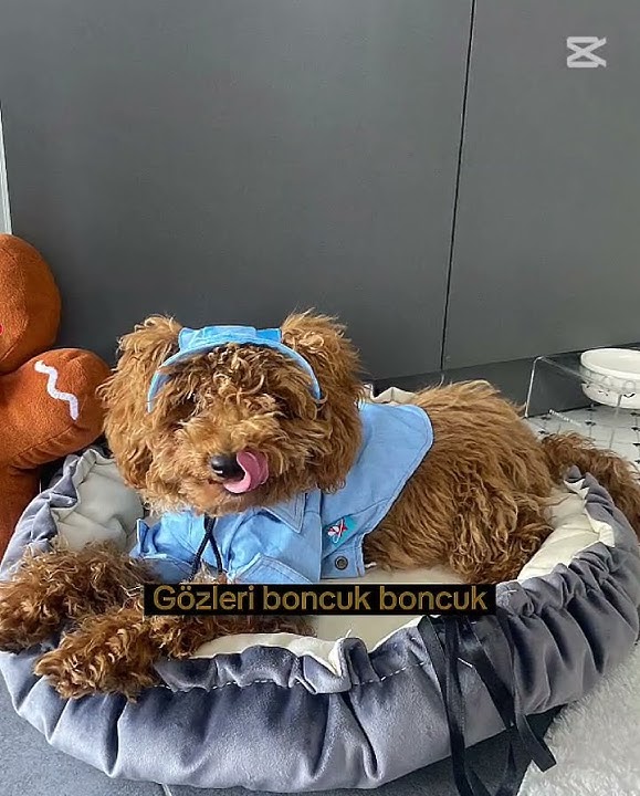 iki fotorafta aynı köpek #keşfet #ytdayibenionecikarnolur #keşfettiyiz #öneçıkar