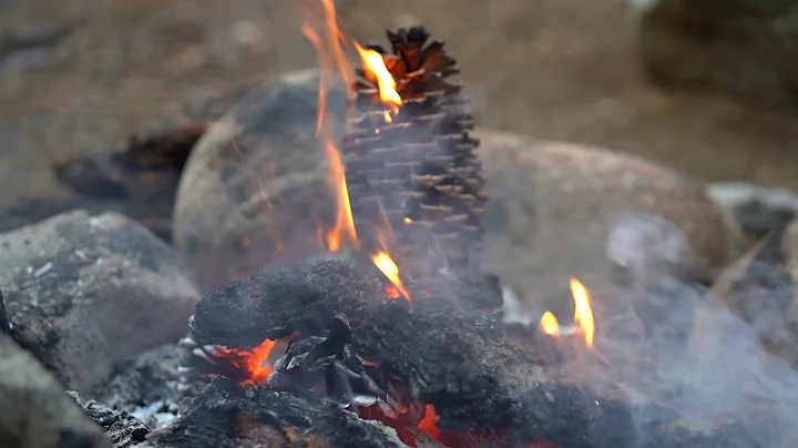 roastin a pinecone