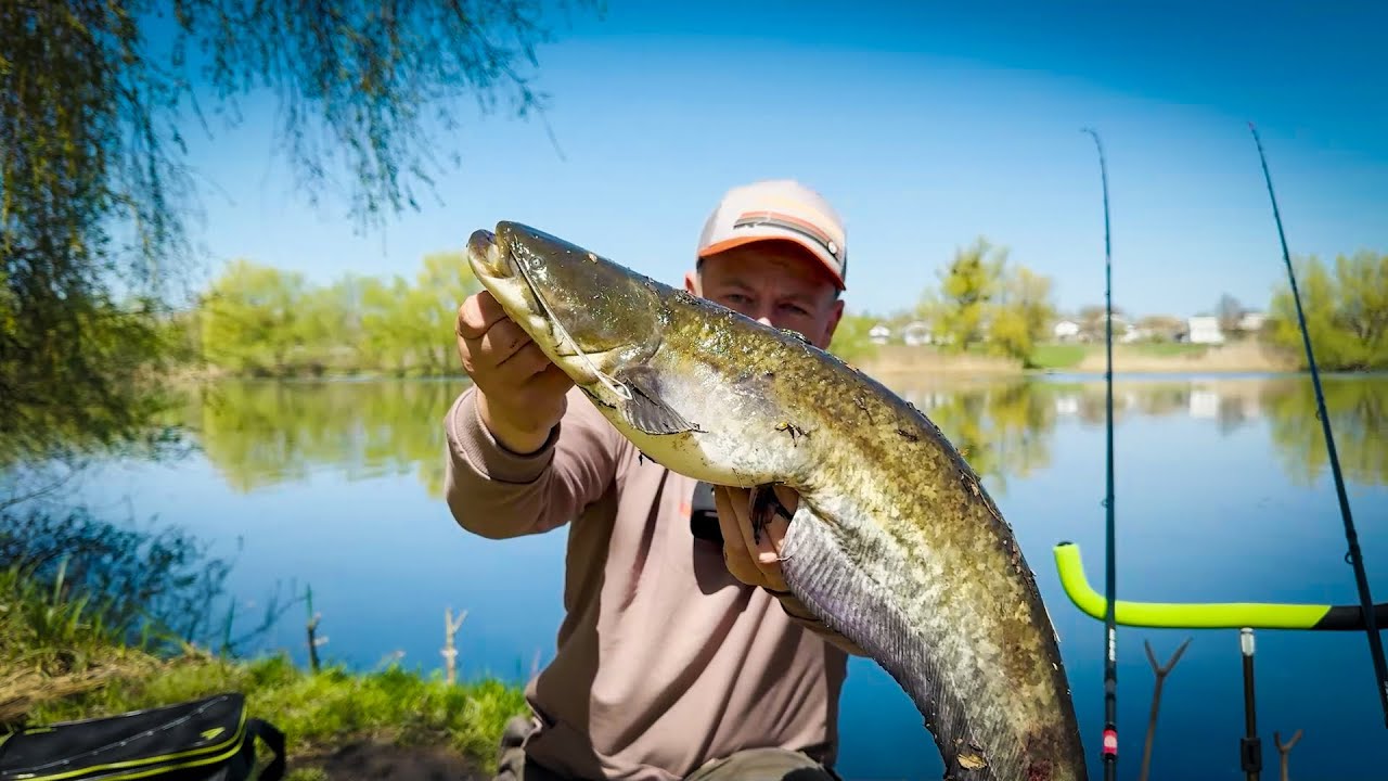 НАДУБАССИЛ мешок сомов! Как легко ловить монстров летом?