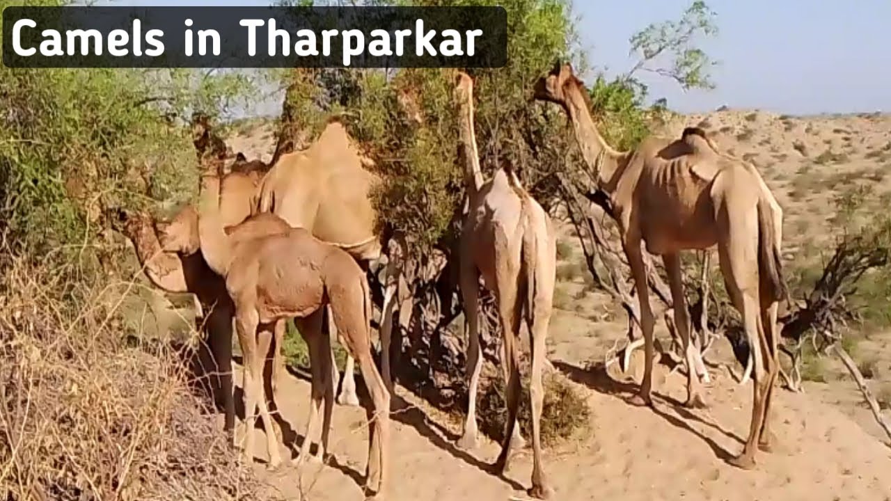 Camels in Tharparkar Desert || What Camel eats| animals in Thar| Vibheshan Meghwar ||