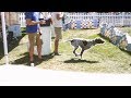 Dog Agility Course with German Shorthaired Pointer | Pet Adoption Fair