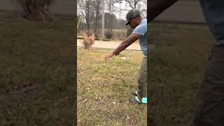 How to lay a scent pad for IGP tracking - for beginner Beginners.