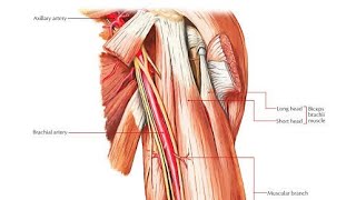 Arteries and nerves of the upper limb