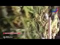 В Сулейман-Стальском районе изъято более 36 кг марихуаны