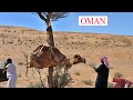 Wie bekommt man in der Wüste ein Kamel auf einen Toyota Pick Up ? - 2014 - OMAN
