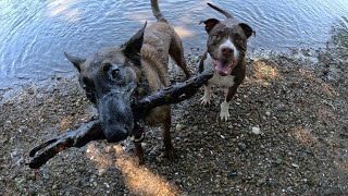 Playing With Dogs at the River