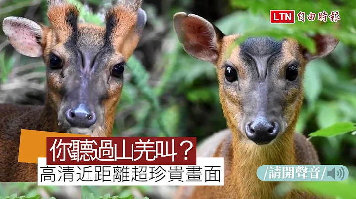 福山植物園羌王、羌妃「深情對唱」 宛如唱起山羌版情歌（影片擷取自劉一新臉書） - 天天要聞