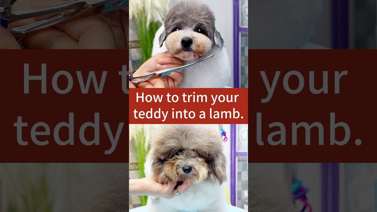 How to trim your teddy into a lamb.🐑 