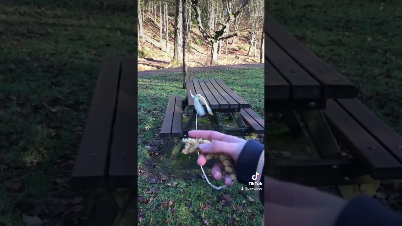 Check out this bird leash i got from pawfavorite.com