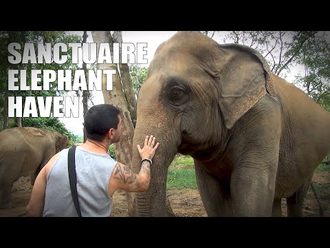 Vidéo: Le Meilleur Sanctuaire D'éléphants En Thaïlande Et D'autres Expériences éthiques De La Faune