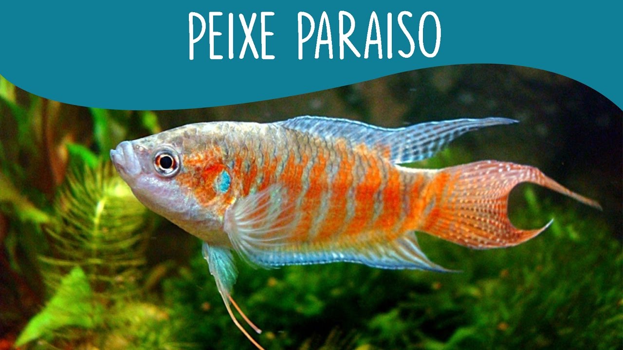 Макропод Рыбка Фото – Telegraph