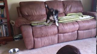 Bryn Pounces On Gem Ater Learning To Climb!