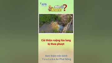 APN - Cải thiện ruộng lúa lung bị phượt lá #shorts #kỹ_thuật_canh_tác_lúa
