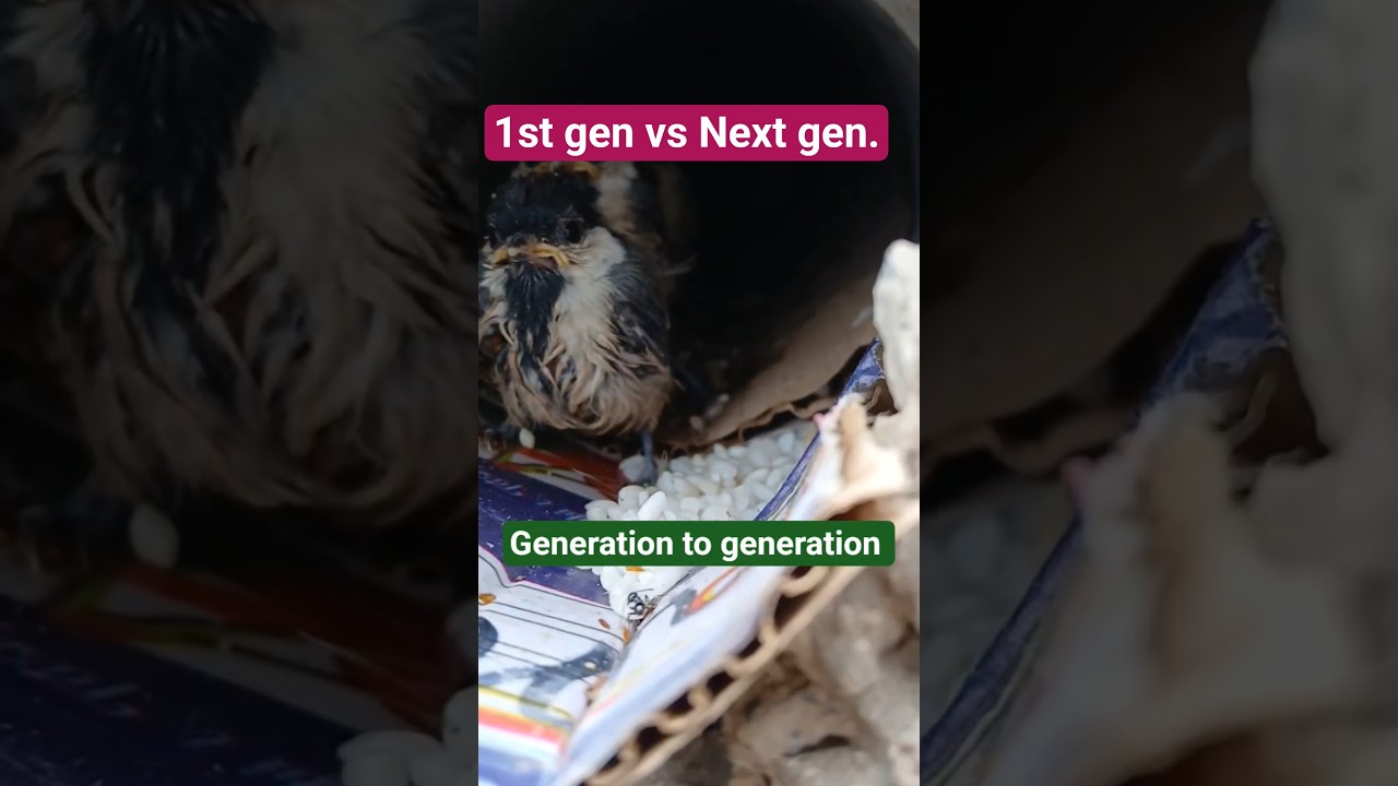 Journey from one generation to the next generation | Parental Care | Mother Care | Father Care