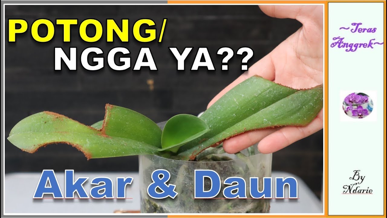 TIPS MEMOTONG AKAR & DAUN ANGGREK