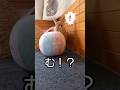 むむ⁉ダッシュの邪魔をされたウサギ