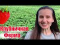 ВЛОГ:  Клубника в открытом грунте. Бизнес в Беларуси.