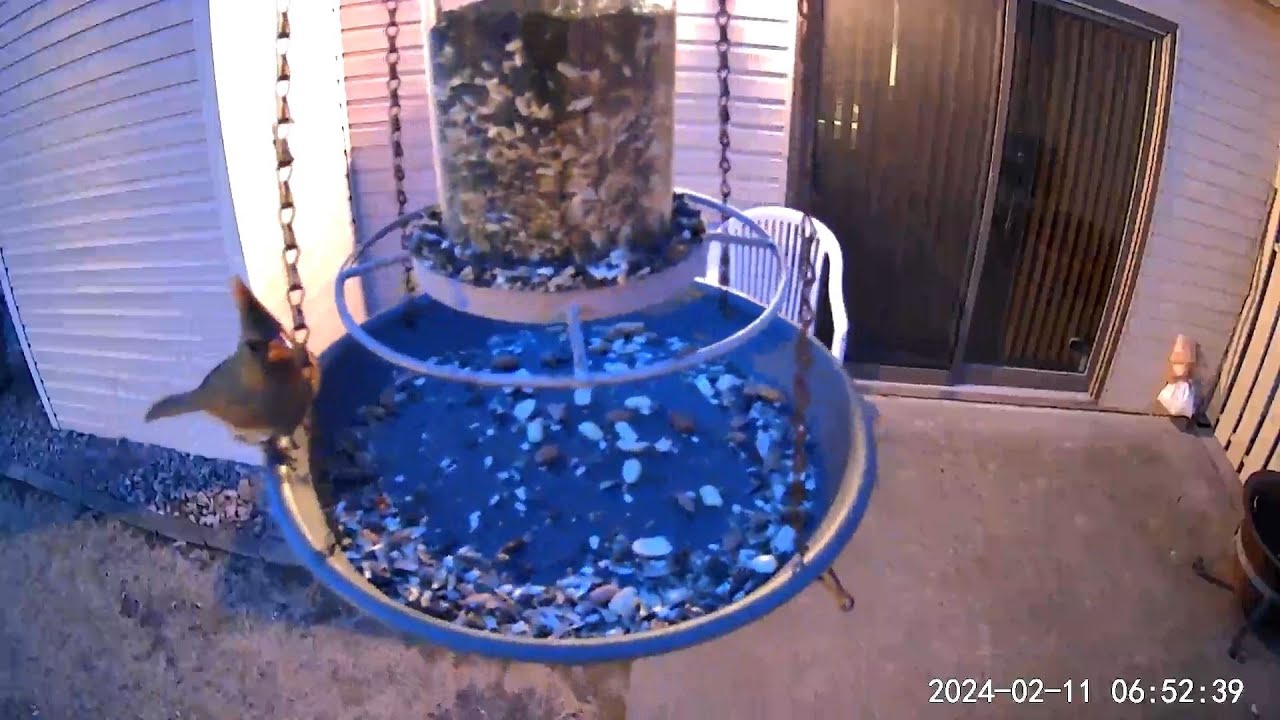 2024/02/11 Peanut, the female Northern Cardinal, is the first bird of