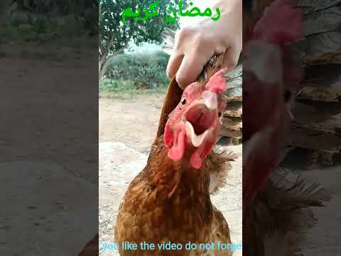 صوت دجاجة في خطر دجاجة تسنجيد تفولوست تلا ح اوفوس صوت دجاجة صراخ دجاجة  