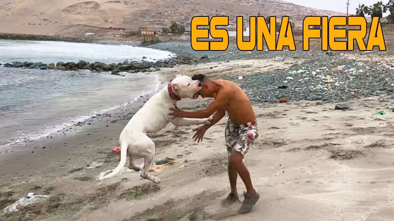 Sufrí estos ataques por parte de mi perro Aquiles