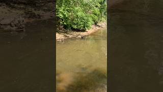 TWO BIG BASS Chase my Live Bluegill #bassfishing #fishing #bluegigi