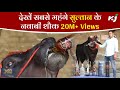 SULTAN : India's Super Bull | देखिये सबसे महंगे भैंसे सुल्तान के नबाबी शौख | Krishi Jagran