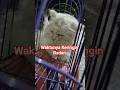 #catsoftiktok #catvideos #catsofinstagram #catsofinstagram #catsofyoutube #catshorts #catstory #pet
