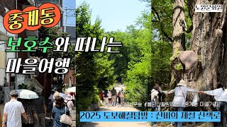 [2025 도보해설탐방:산비의 제철 산책로] &#39;중계동 보호수와 떠나는 마을여행&#39;🌳
