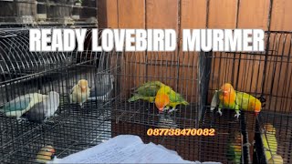 READY LOVEBIRD MUMER 13 Januari 2026