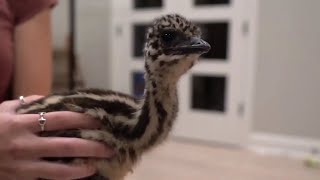 Callback Baby Stompy