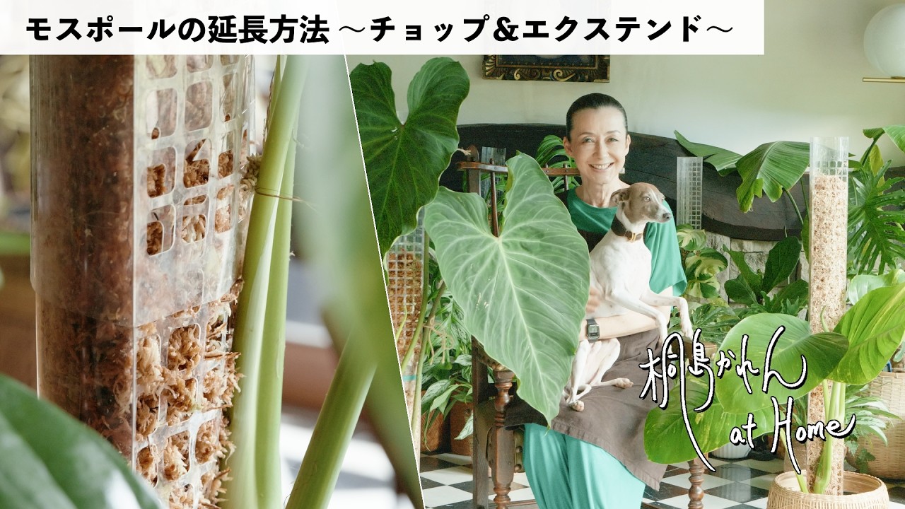 リュウビンタイの植え替え - YouTube