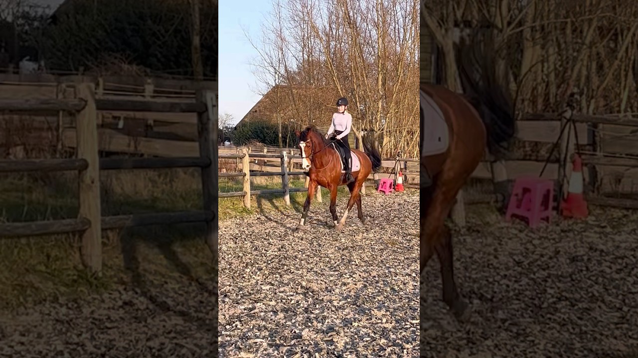 Flam is on fire 🔥#horses #horseriding #equestrianjourney