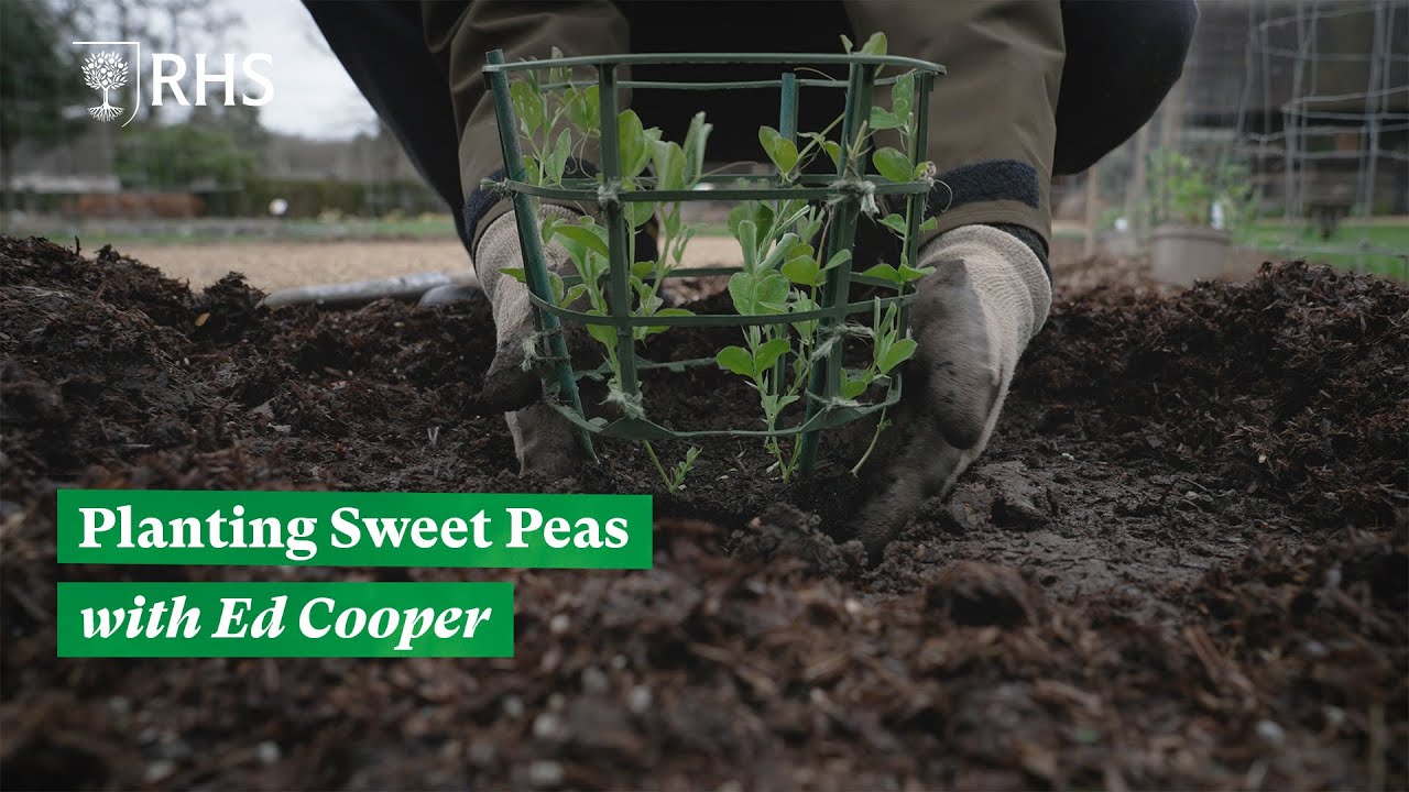 Growing sweet peas | The RHS