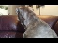 Mastiff barks at nothing