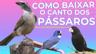 Como Baixar o Canto Dos Pássaros Passo-a-Passo screenshot 3